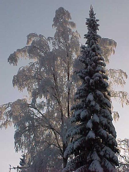 We are alike, trees.JPG